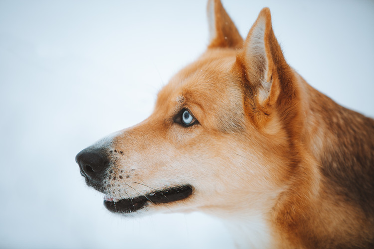 En ljusbrun hund 